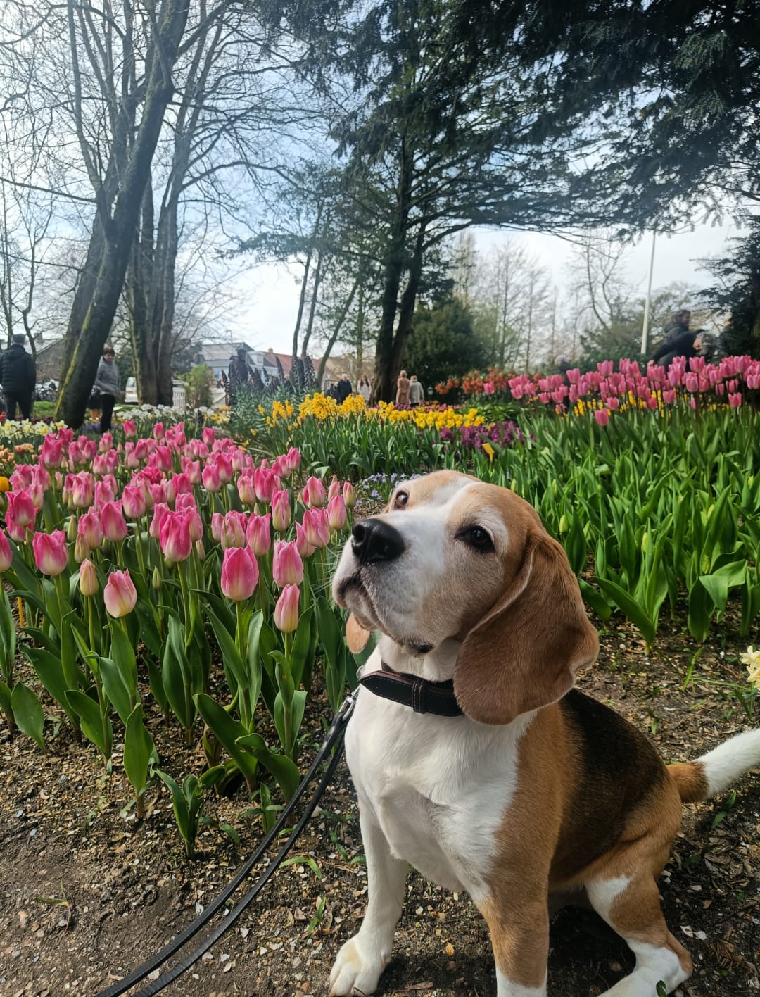 walle01 walle the beagle between flowers